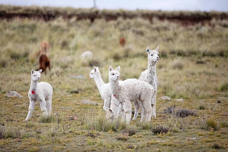 Alpacas (Vicugna pacos) in the Reserva Nacional de Salinas y Aguada Blanca, Province of Arequipa, Peru, South America