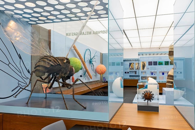 Founded in 1912, the Deutsches Hygiene-Museum is a museum in Dresden. It sees itself as a public forum for science, culture and society. Drosophila melanogaster, fruit fly magnified 500 times