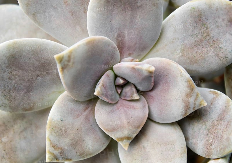 Beautiful succulent plant in greenhouse. Closeup, floral patterns, selective focus