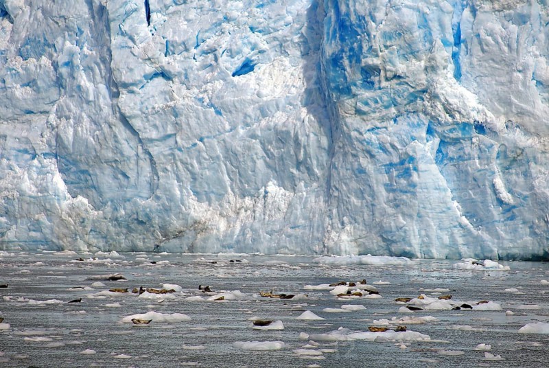 Seals against the background of a huge ice front, blue, Columbia Icefield, Valdez, Alaska, USA, North America