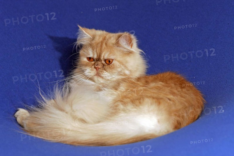 Persian cat, long-haired cat
