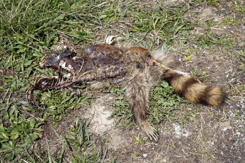 Van Wert, Ohio, The remains of a raccoon (Procyon lotor) along Slane Road in rural northwestern Ohio