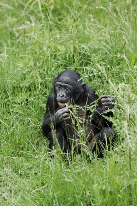 Bonobo or bonobo (Pan paniscus), juvenile, captive, occurring in the Congo