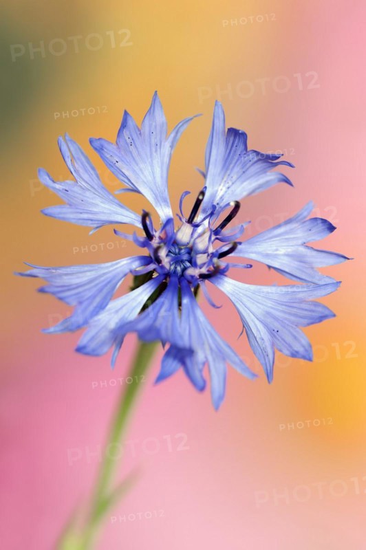 Cornflower (Centaurea cyanus), flower, North Rhine-Westphalia, Germany, Europe