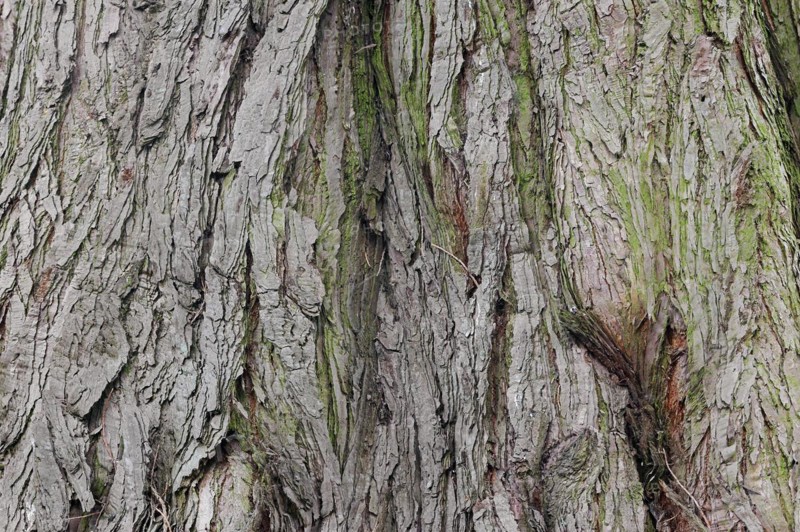 Giant sequoia (Sequoiadendron giganteum), bark, ornamental tree, North Rhine-Westphalia, Germany, Europe