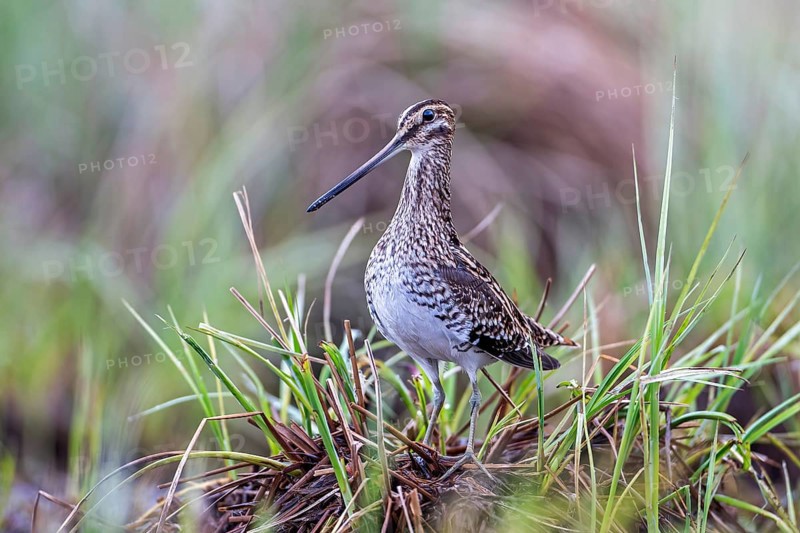 Common snipe (Gallinago gallinago) Alluvial landscape, alluvial meadows, snipe bird, foraging on a wet meadow, UNESCO Biosphere Reserve, Elbe River Landscape, Saxony-Anhalt, Germany, Europe