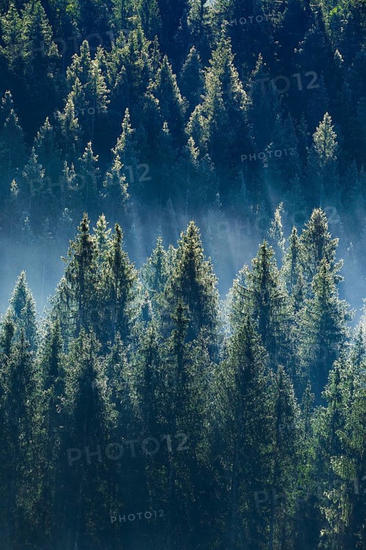 Fog and forest in Oberägeri in the canton of Zug, Switzerland, Europe
