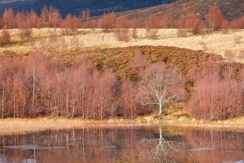 Reddish birch trees overgrown with moss are reflected in the water of a loch covered with ice floes, winter in the Scottish Highlands near Contin, United Kingdom, Europe