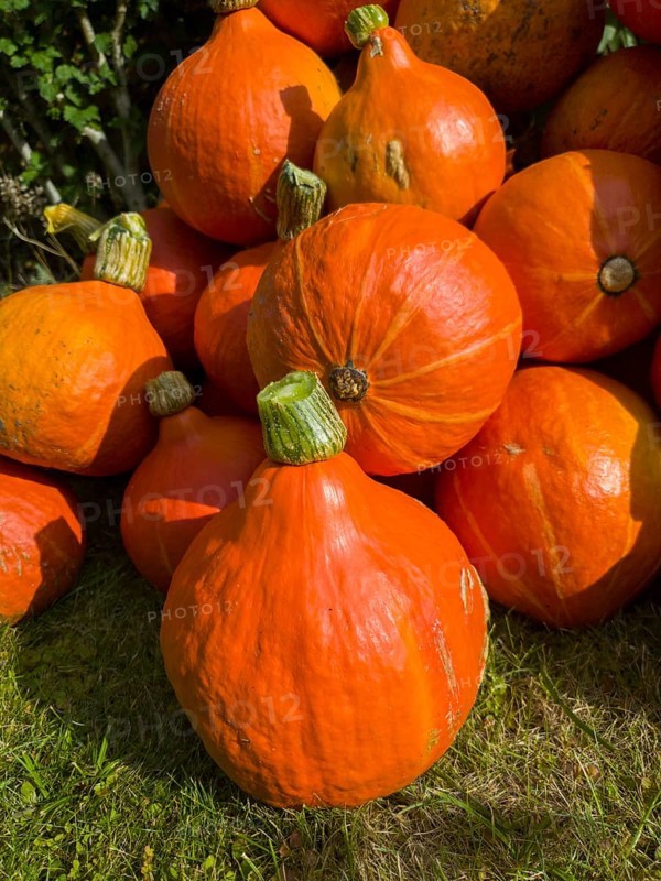 Close-up of bright orange pumpkins with green stems in the light of the sun, Hokkaido pumpkin, Velten, Brandenburg, Germany, Europe