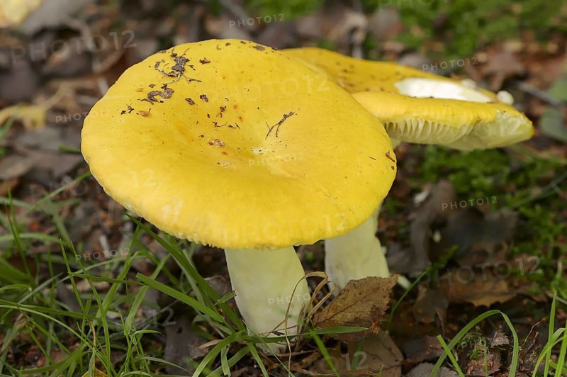 Lemon russula, ochre sublime (Russula ochroleuca), North Rhine-Westphalia, Germany, Europe