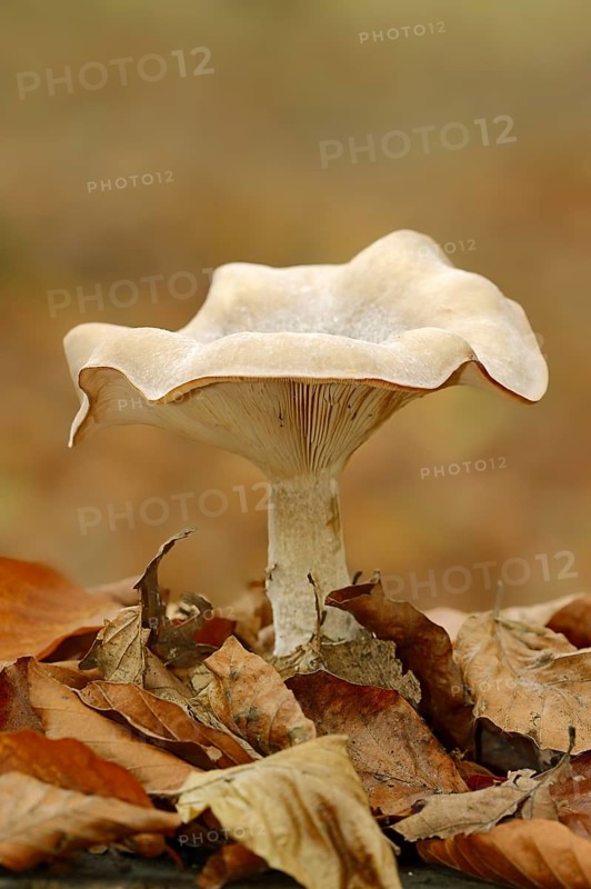 Foggy grey funnel mushroom or fog cap (Lepista nebularis, Clitocybe nebularis), North Rhine-Westphalia, Germany, Europe