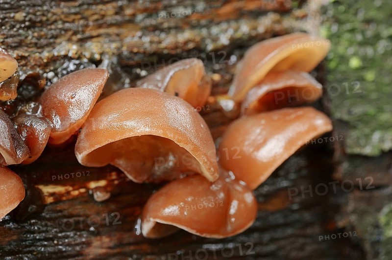 Judas ear or elder mushroom (Hirneola auricula-judae, Auricularia auricula-judae), North Rhine-Westphalia, Germany, Europe