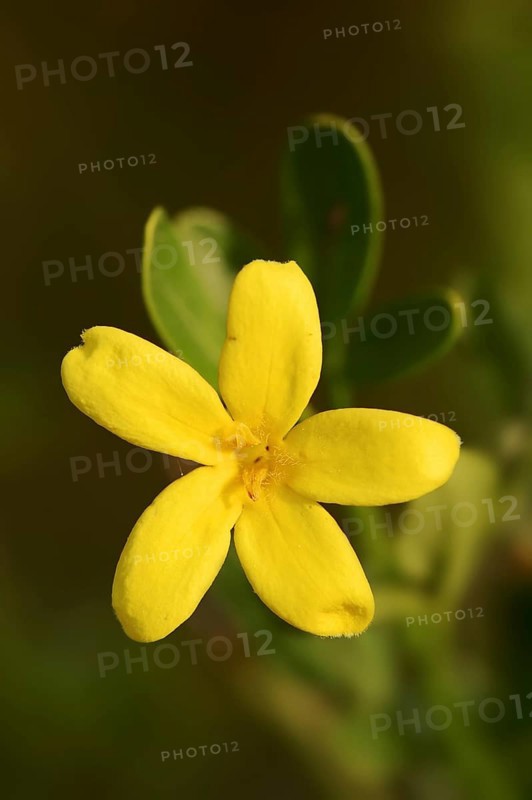 Shrub jasmine or shrubby jasmine (Chrysojasminum fruticans, Jasminum fruticans), flower, Provence, southern France