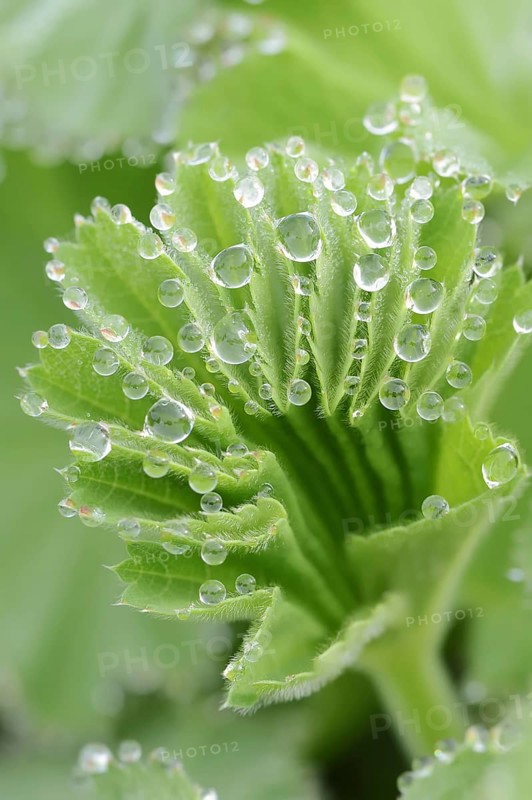 Garden lady's mantle (Alchemilla mollis), leaf with water droplets, North Rhine-Westphalia, Germany, Europe