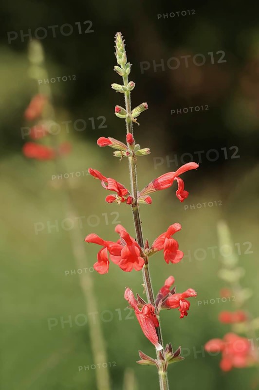 Honeydew melon sage or pineapple sage (Salvia elegans), flowers, ornamental plant, North Rhine-Westphalia, Germany, Europe