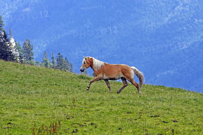 Haflinger, Ebbs, Tyrol, Austria, Europe