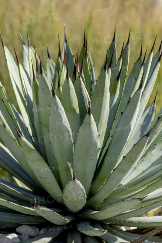 Agave macroacantha, Rhineland-Palatinate, Germany, Europe