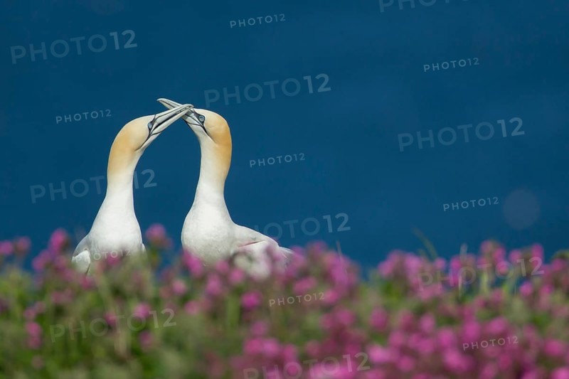 Northern gannet (Morus bassanus) two adult birds performing thier courtship display amongst flowering Red campion plants on a cliff top, Yorkshire, England, United Kingdom, Europe