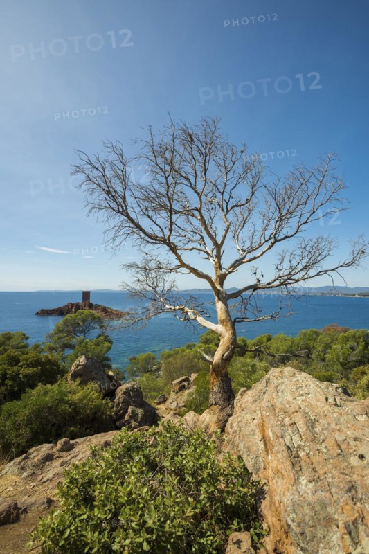 Coast and red rocks, Île dOr, Massif de l'Esterel, Esterel Mountains, Département Var, Région Provence-Alpes-Côte d'Azur, France, Europe