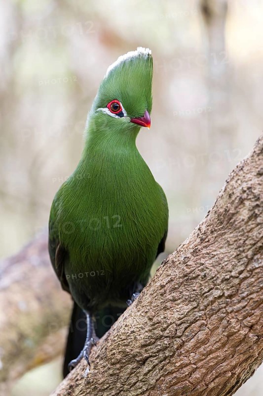 Helmturako, (Tauraco corythaix), Garden Route National Park, Wilderness Section, Wilderness, Western Cape, South Africa, Africa