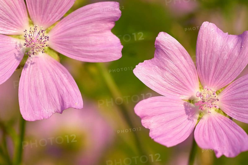 Musk mallow (Malva moschata), close-up, in a sunny meadow in summer, Spessart, Bavaria, Germany, Europe