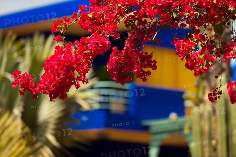 Majorelle Garden, botany, bougainvillea, flora, plant, botany, flower, tropical, climate, architecture, indigo, blue, red, balcony, blooming, flowering, park, decoration, attraction, travel, holiday, Marrakech, Morocco, Africa