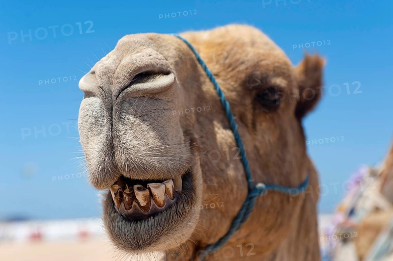 Dromedary (Camelus dromedarius), Arabian camel in head portrait, head, animal, farm animal, teeth, bad teeth, tooth, detail, funny, gag, humour, looks, fun, facial expression, jaw, laughs, laughing, beast of burden, oral hygiene, bad breath, Morocco, Africa
