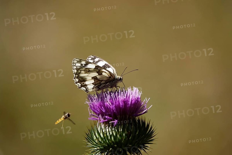 Marbled white (Melanargia galathea), July, Saxony-Anhalt, Germany, Europe
