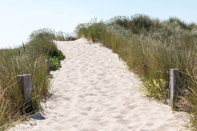 Path to the beach, reed grass, sand, circular hiking trail, nature reserve, Darßer Ort, Born a. Darß, Mecklenburg-Vorpommern, Germany, Europe