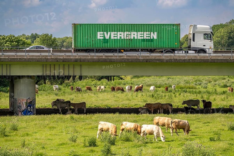Container lorry on the A40 motorway, bridge over the Ruhr and Styrumer Ruhrauen, herd of cattle, dairy cows grazing, Mülheim an der Ruhr, North Rhine-Westphalia, Germany, Europe