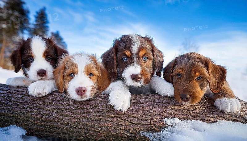 KI generated, dog, dogs, puppy, one, two, three, play, snow, winter, autumn leaves, blue sky, Kromfohrländer, Fox Terrier, (Canis lupus familiaris), German dog breed, rough coat, smooth coat, studio, AI generated