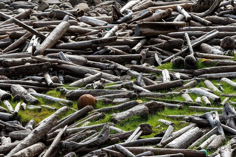 Driftwood, flotsam, Reykjarfjörður, Strandir, Árnes, Westfjords, Iceland, Europe