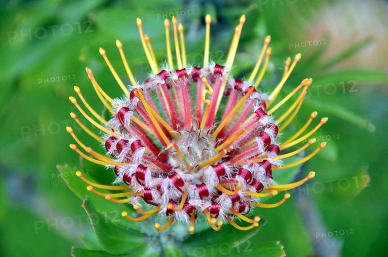 Gardener's tea, Leucospermum, South Africa, Africa