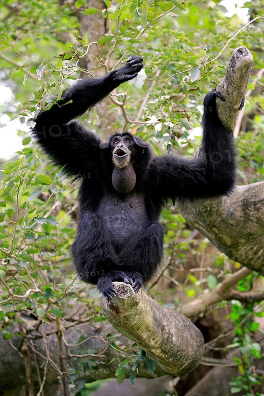 Siamang (Symphalangus syndactylus), adult calling, Southeast Asia