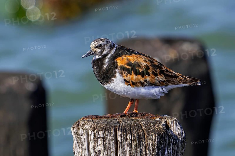Ruddy turnstone (Arenaria interpres), adult in breeding plumage resting on wooden breakwater used as high tide refuge during high water in summer