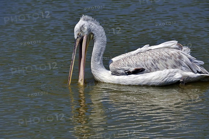 Portrait of Pink-backed Pelican (Pelecanus rufescens) drinking from lake, native to Africa