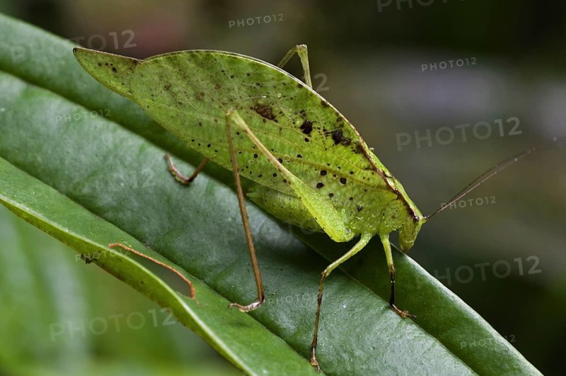 Leaf-mimic katydid (Orophus tesselatus) on leaf, Costa Rica, Central America