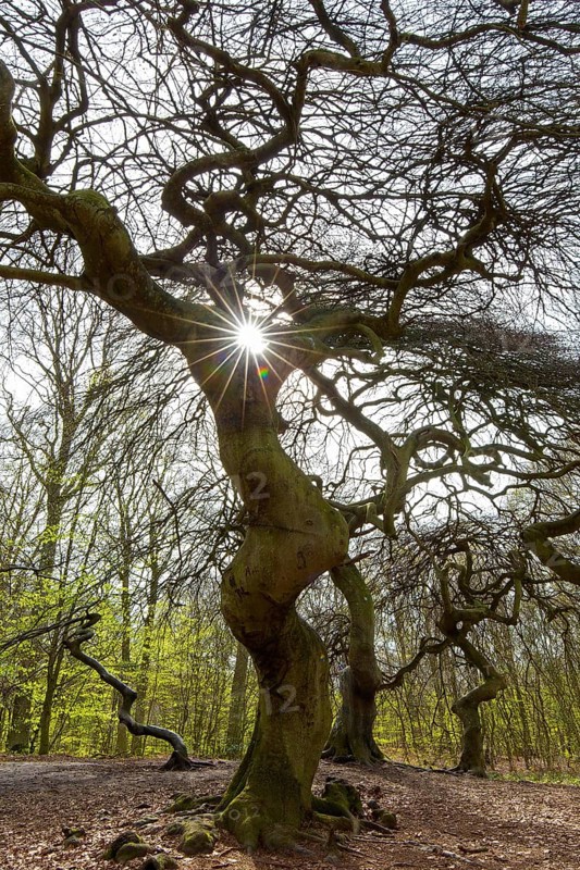 Cripple dwarf beech, deformed tree at Witches' Forest, Semper Forest Park near Lietzow on the island Rügen, Mecklenburg-Vorpommern, Germany, Europe