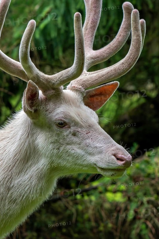 Leucistic red deer (Cervus elaphus) stag, white morph at forest edge with antlers covered in velvet in late spring
