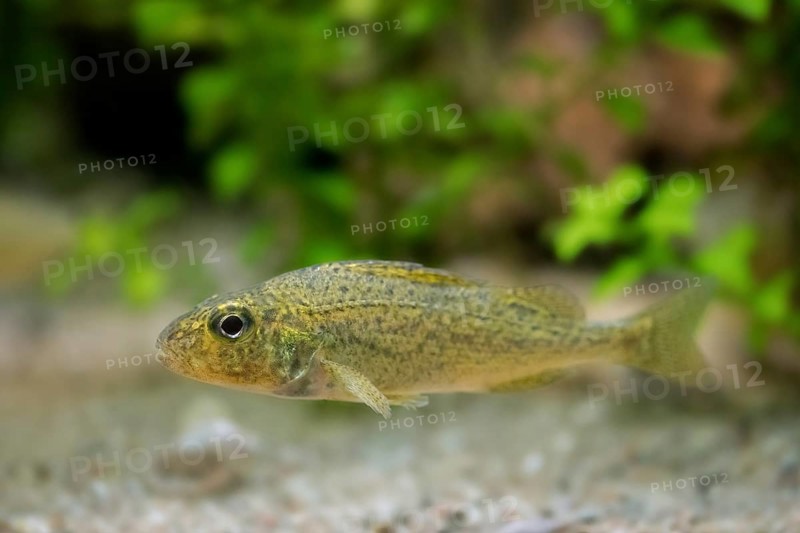 Eurasian ruffe, pope (Gymnocephalus cernua), freshwater fish swimming underwater, native to temperate regions of Europe and northern Asia