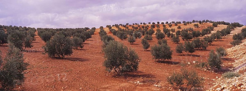Landscape with Olive Groves in Granada Province, Andalusia, Spain, Southern Europe. Scanned slide, Europe