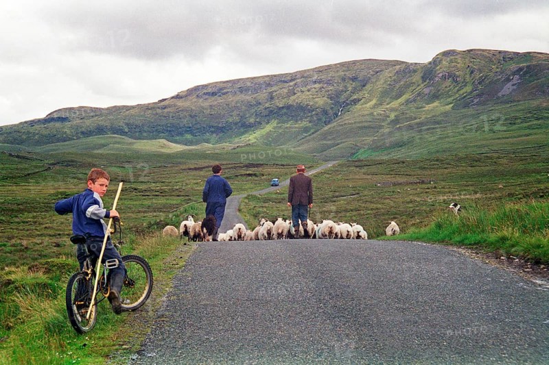 Sheep on the road, farmer, farmer, sons, boy, child, bicycle, dog, County Donegal, Republic of Ireland, 29 July 1993, vintage, retro, old, historic