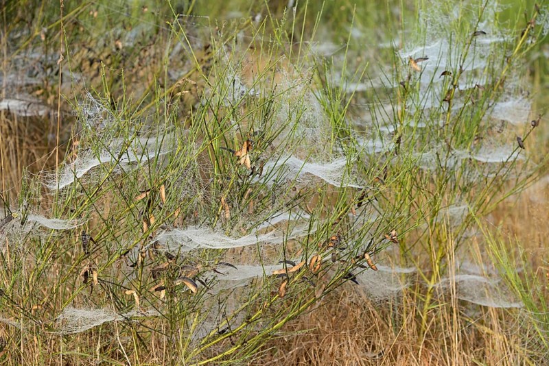 Broom (Genista) with spider webs and morning dew, North Rhine-Westphalia, Germany, Europe