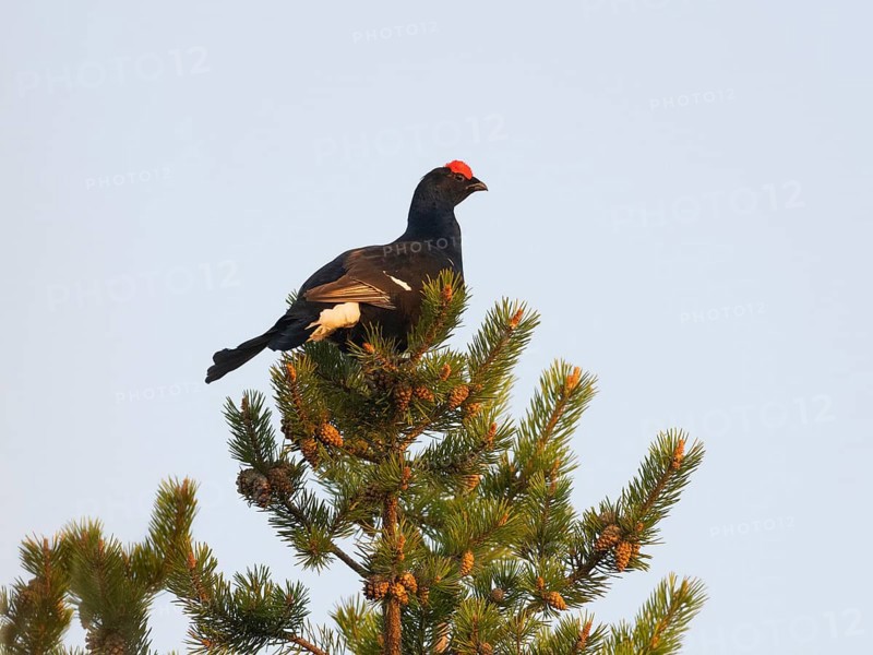 Black Grouse (Lyrurus tetrix), adult male or cock, perched in top of Pine tree (Pinus sylvestris) above lek, at dawn, May, Finnish Lapland