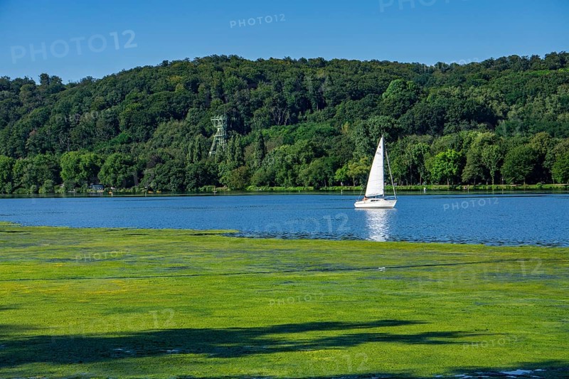 Waterweed, Elodea, an invasive species, green carpet of plants on Lake Baldeney in Essen, the fast-growing aquatic plant proliferates on large parts of the Ruhr reservoir, increased water temperatures accelerate growth, leisure boat traffic is severely impaired, view of the shore of Essen-Heisingen, headframe of the former Carl Funke colliery, Essen, North Rhine-Westphalia, Germany, Europe