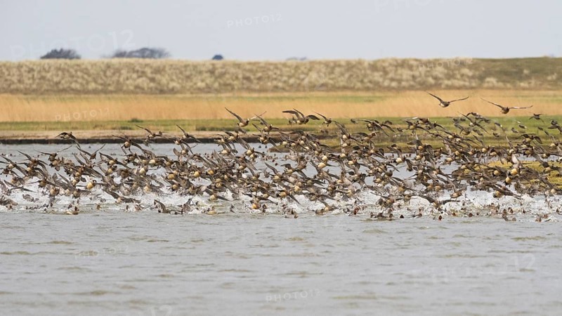 Wigeon (Anas penelope), flock in flight, taking off in panic from lake due to the presence of a bird of prey, island of Texel, Holland