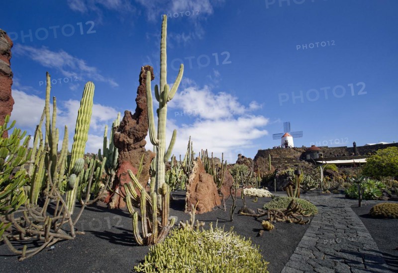 Cactus garden, Jardin de Cactus, designed by the artist César Manrique, behind the restored gofio mill, Lanzarote, Canary Islands, Canary Islands, Spain, Europe