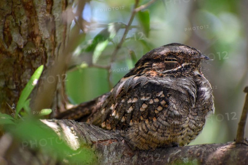 Very rarely seen Little Nightjar (Setopagis parvula), spends the day sleeping in the bushes, Reserva Ecologica Costanera Sur, Buenos Aires, Argentina, South America