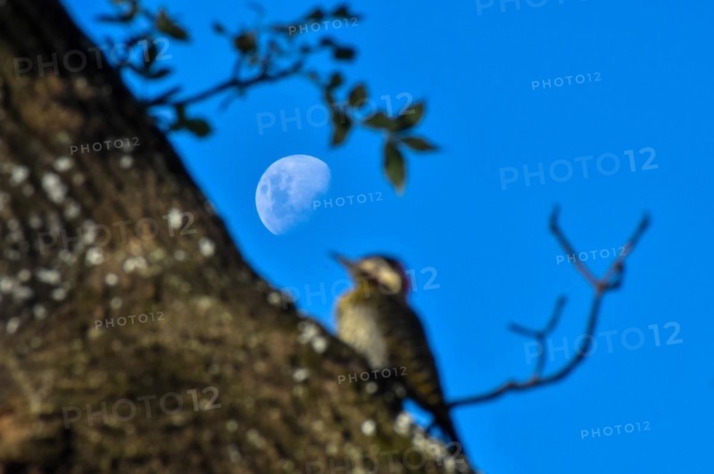 Rising moon with a defocussed green-barred woodpecker (Colaptes melanochloros), Buenos Aires, Argentina, South America