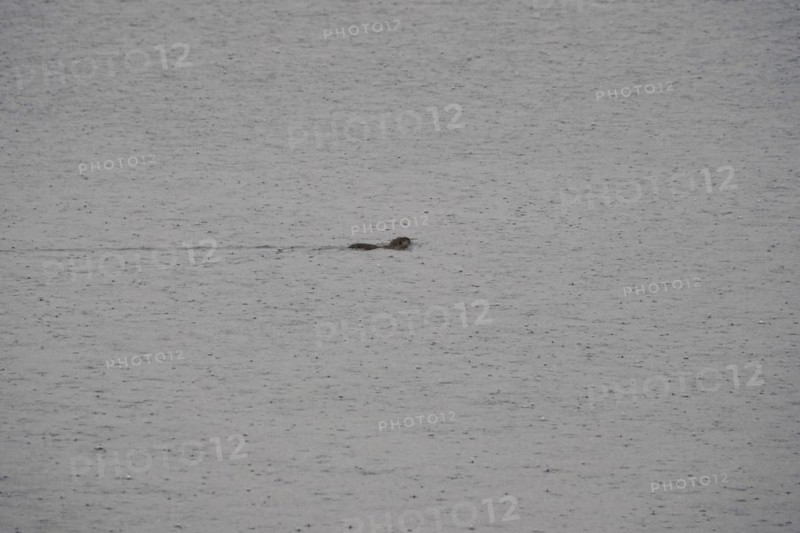 Nutria in a lake, March, Saxony, Germany, Europe